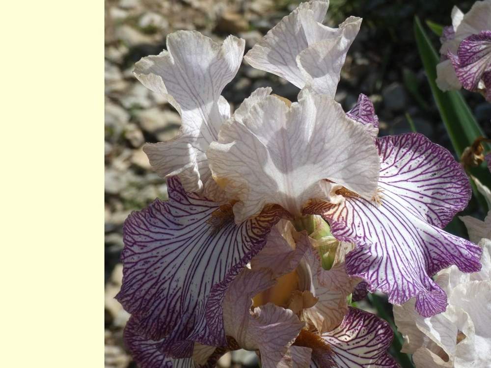 iridaceae iris barbu cv. 'piccadilly circus'