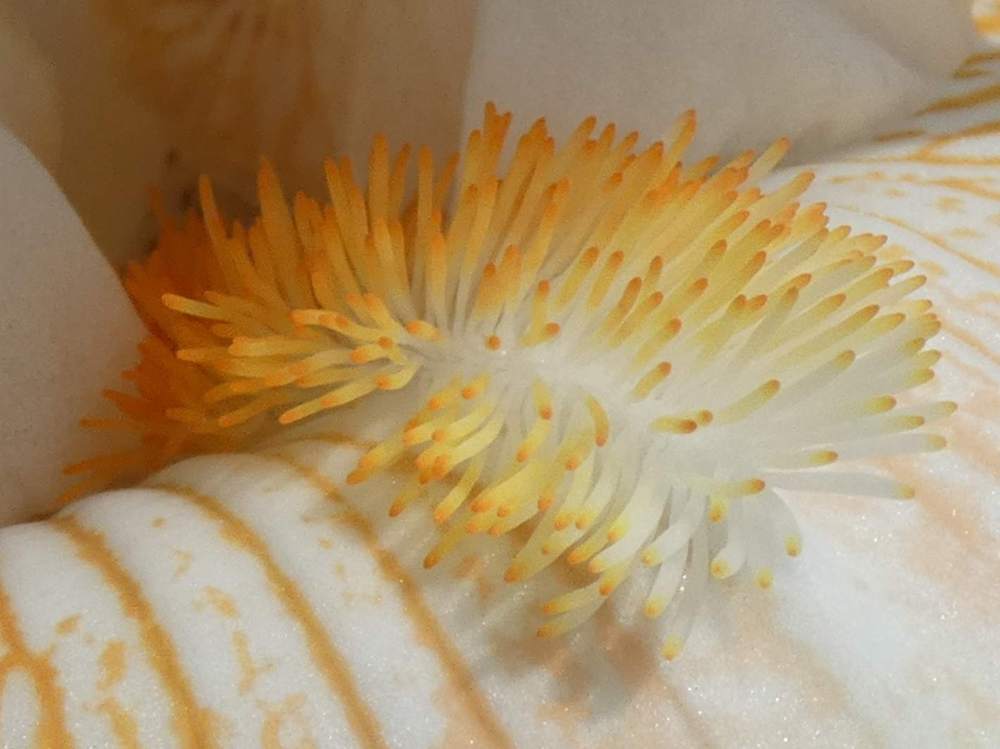 barbe de iridaceae iris barbu cv. 'polished peach'