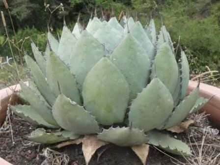 visuel Agave potatorum