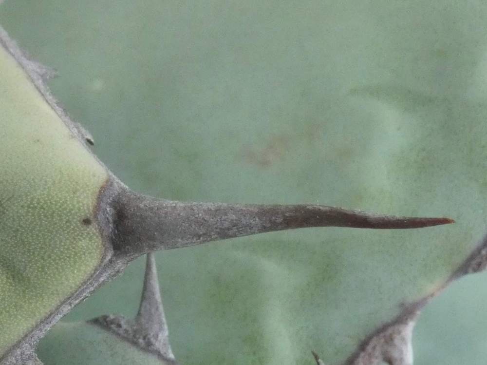 pointe de agavaceae agave potatorum