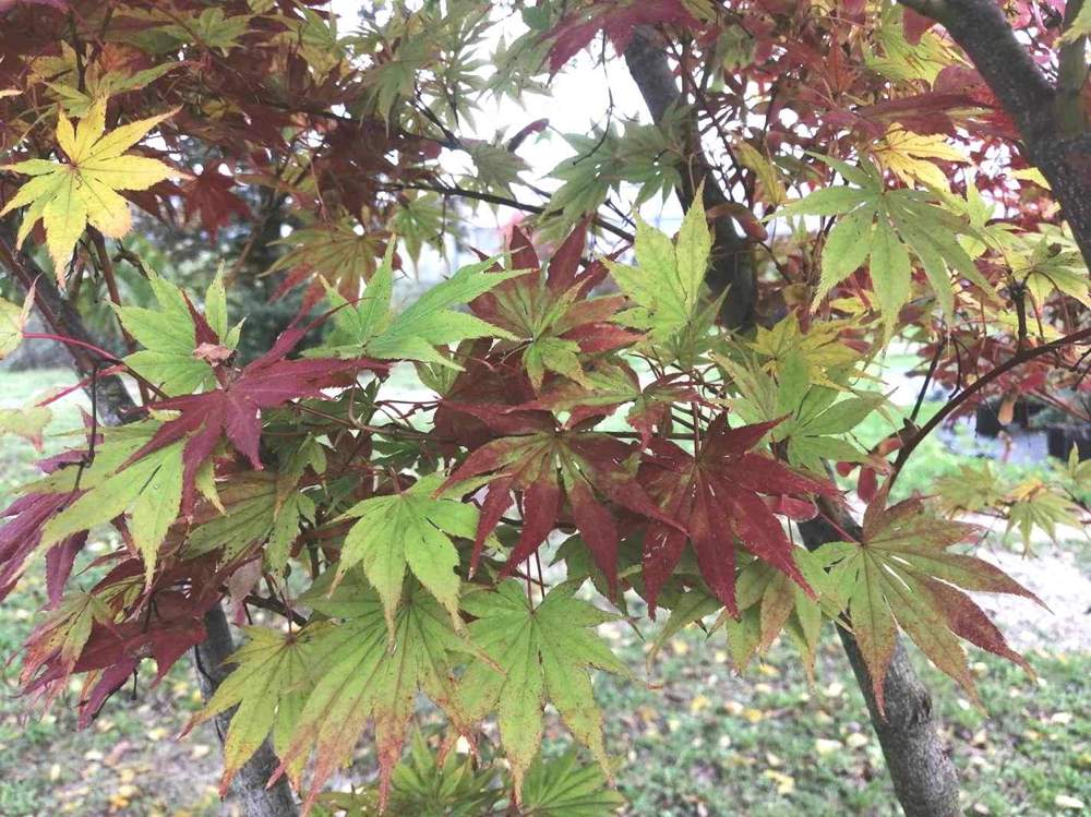 automne de aceraceae acer palmatum ssp. matsumurae cv. 'present of birthday'