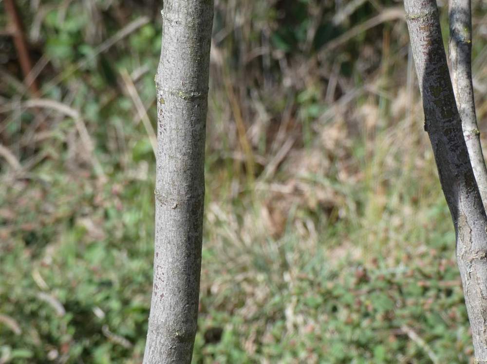 écorce de aceraceae acer palmatum ssp. matsumurae cv. 'present of birthday'