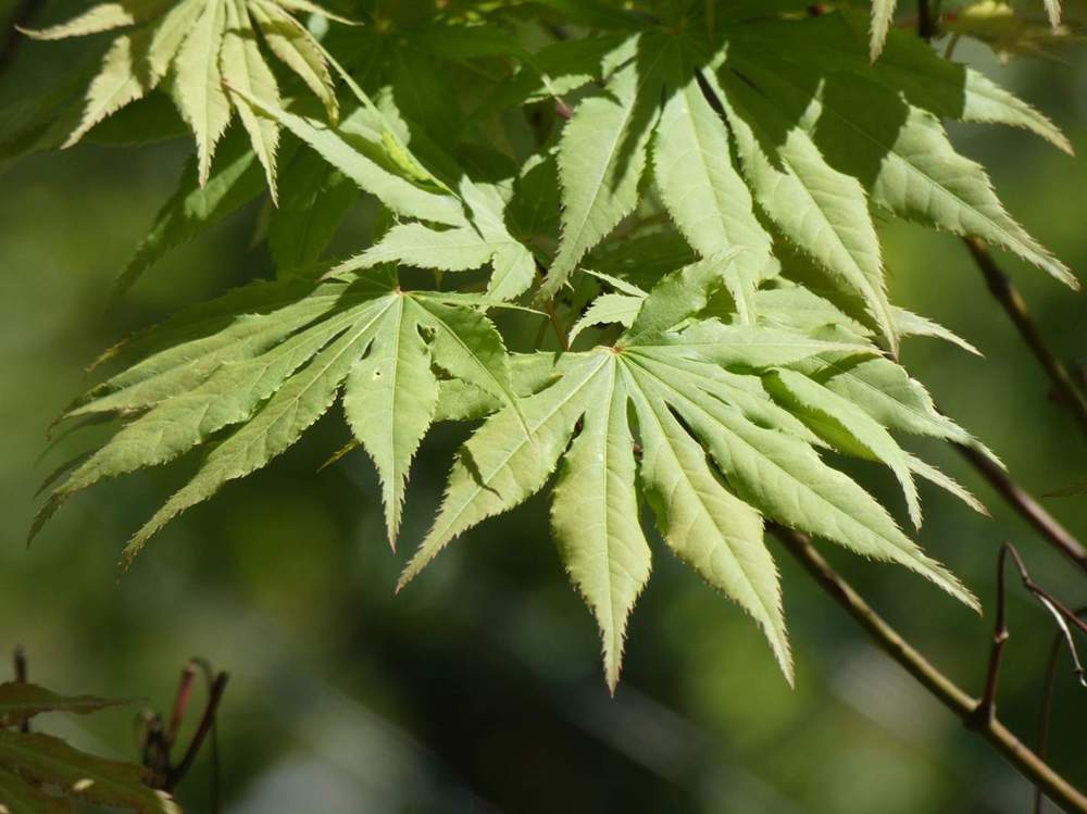 printemps de aceraceae acer palmatum ssp. matsumurae cv. 'present of birthday'
