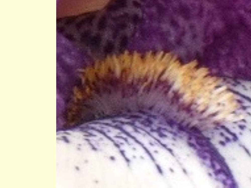 barbe de iridaceae iris barbu cv. 'pretty edgy'