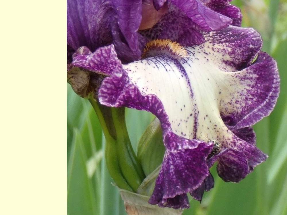 sépale de iridaceae iris barbu cv. 'pretty edgy'