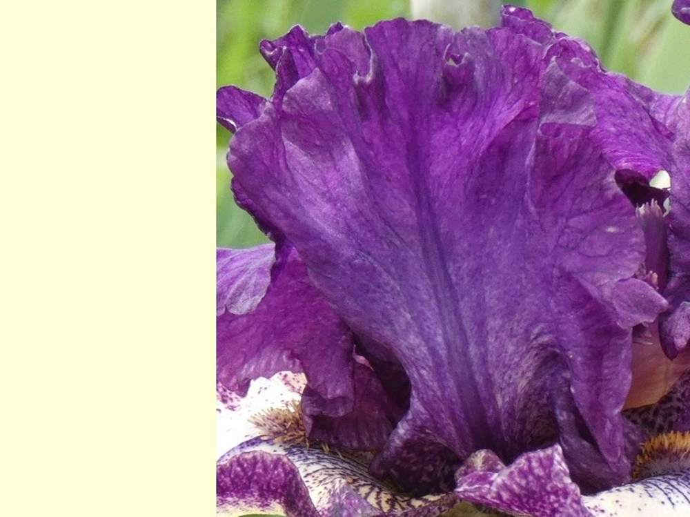 pétale de iridaceae iris barbu cv. 'pretty edgy'