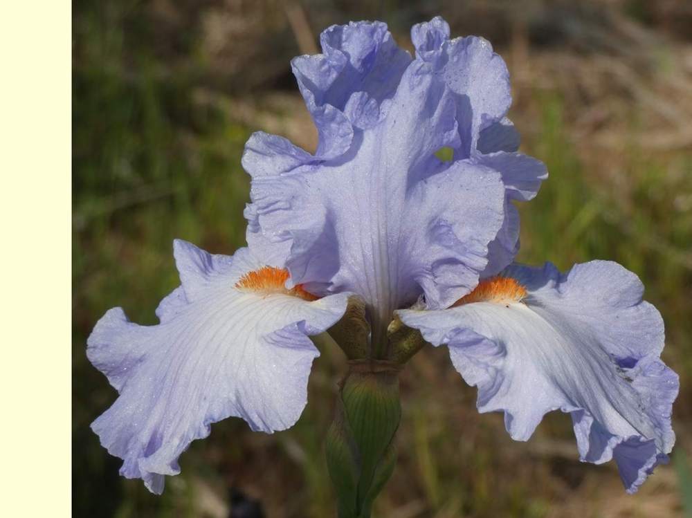 iridaceae iris barbu cv. 'princesse caroline de monaco'
