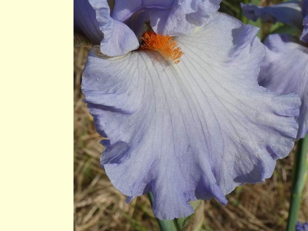 sépale de iridaceae iris barbu cv. 'princesse caroline de monaco'