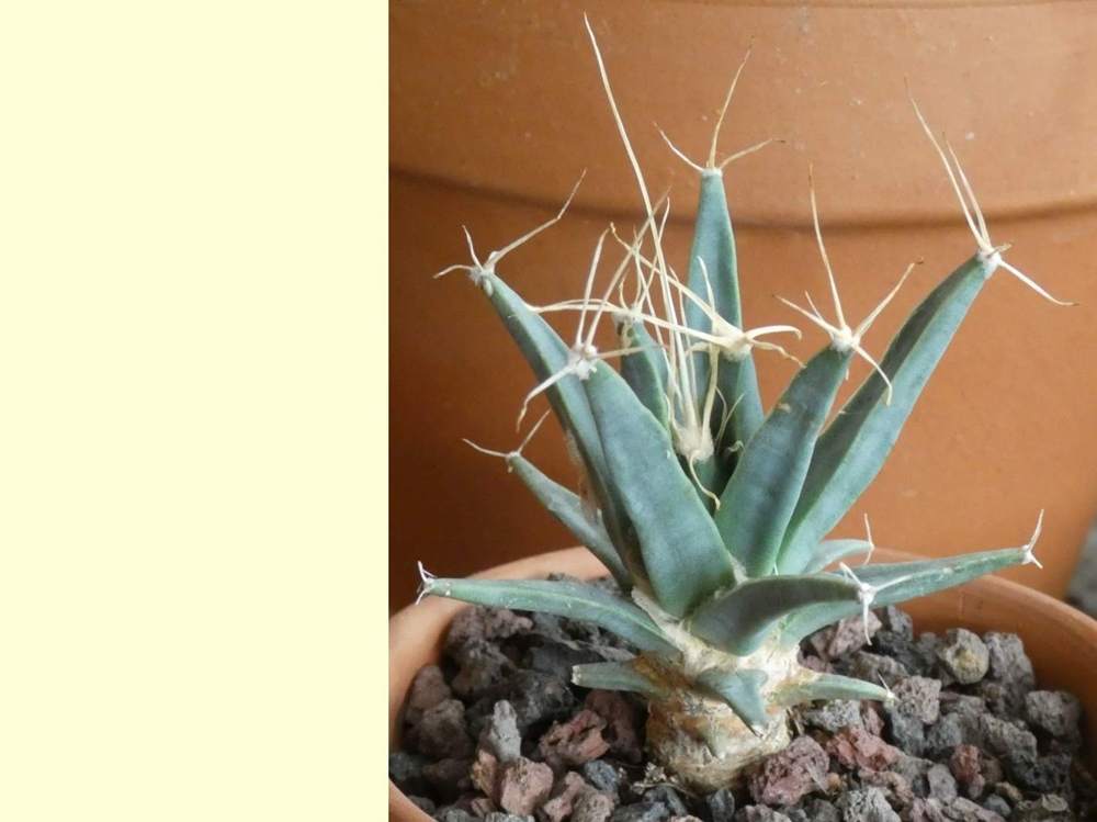 Cactaceae Leuchtenbergia principis