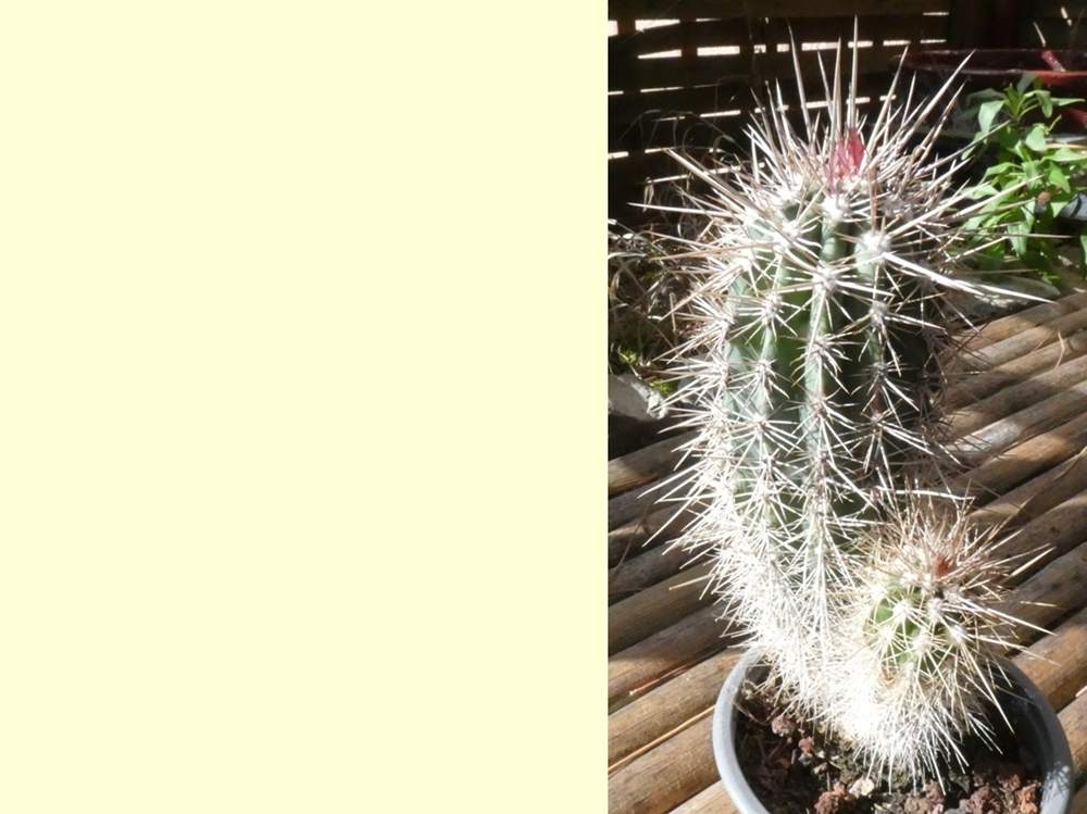 Cactaceae Pachycereus pringlei