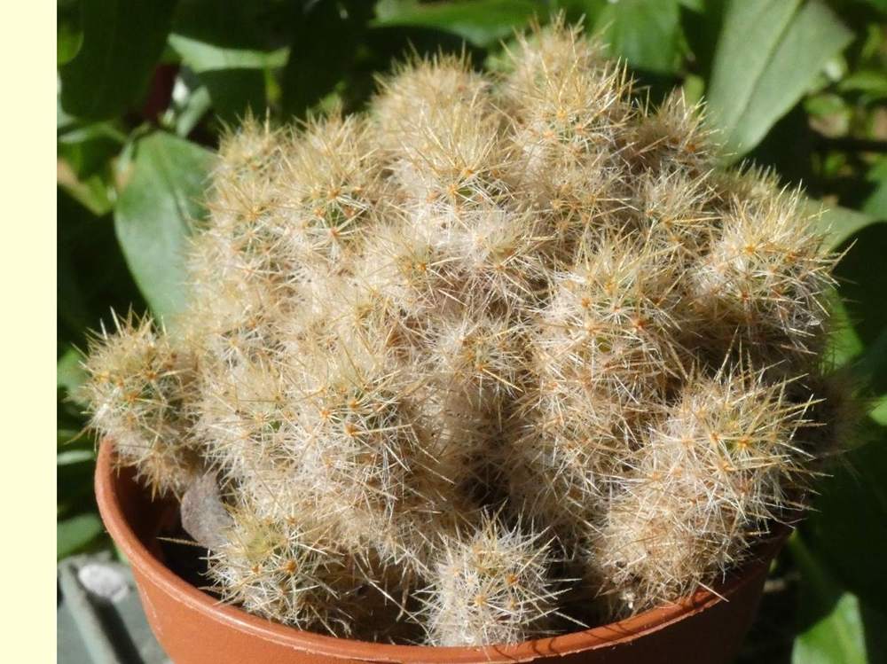 Cactaceae Mammillaria prolifera