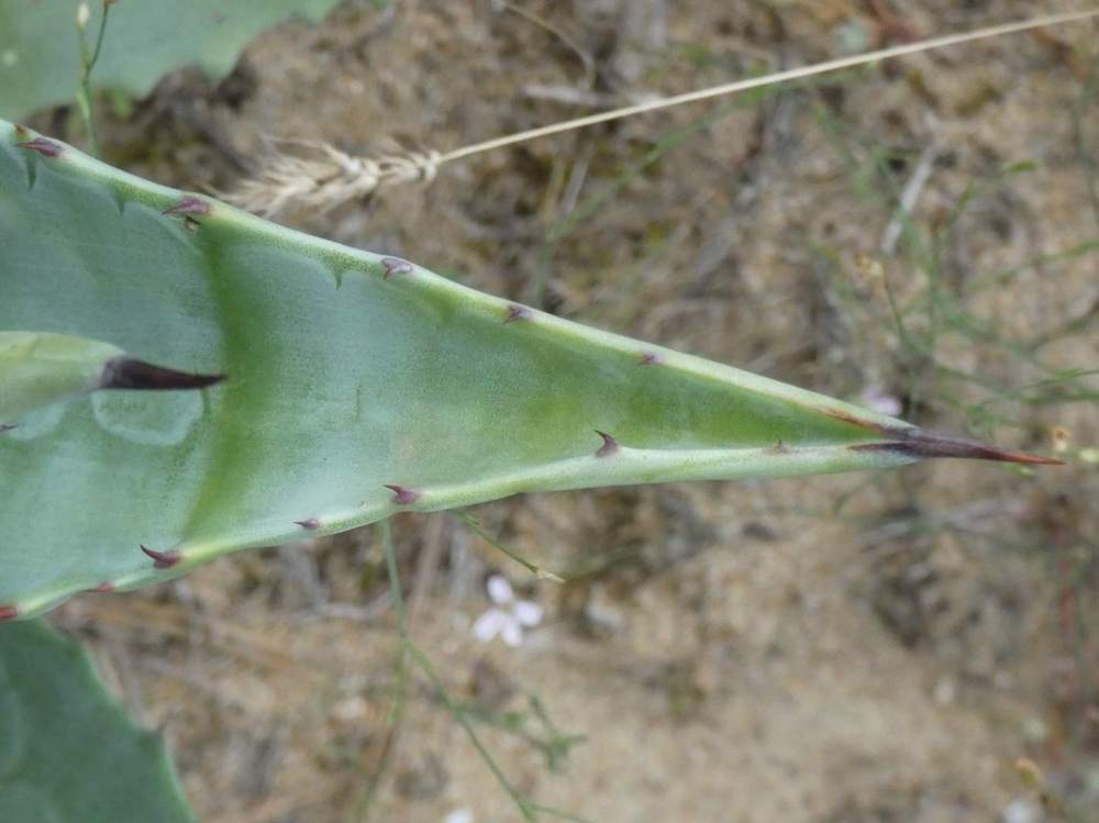 marge de agavaceae agave americana ssp. protoamericana