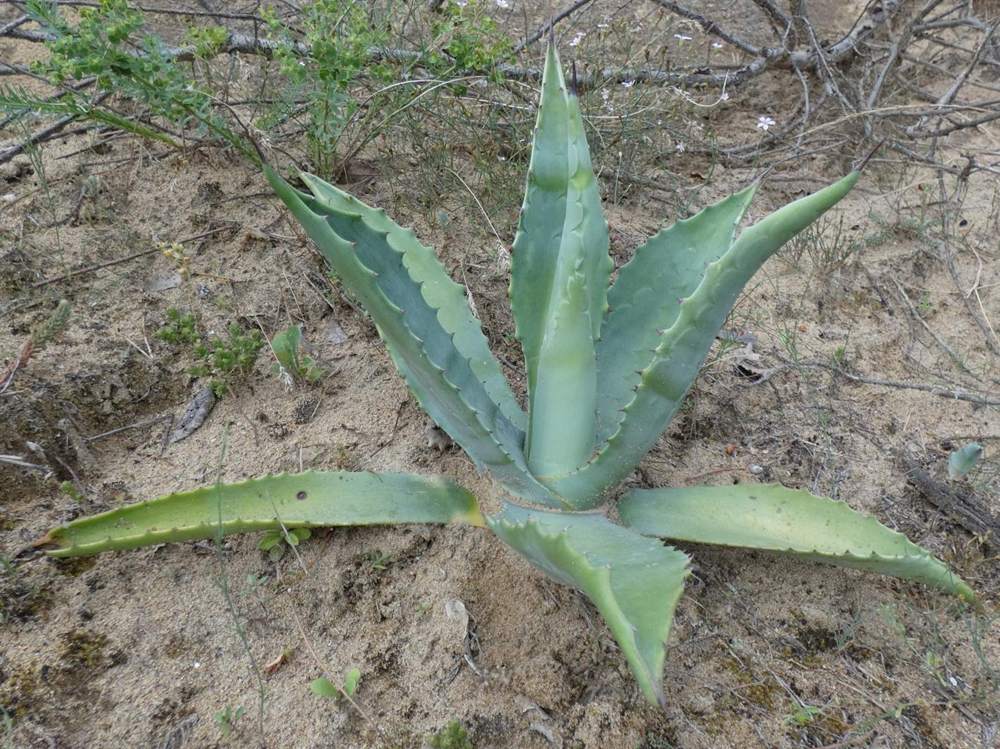 Agavaceae Agave americana cv. 'protoamericana'