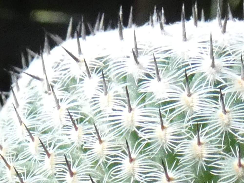 aréole-aiguillon de cactaceae mammillaria pseudoperbella