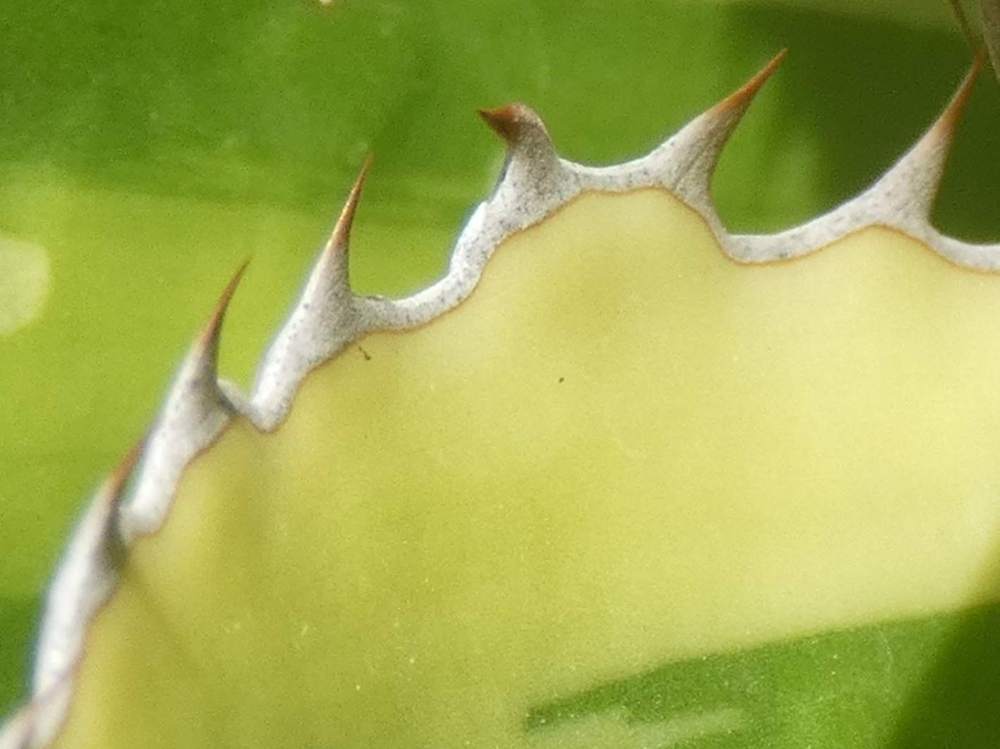 dent de agavaceae agave lophanta cv. 'quadricolor'