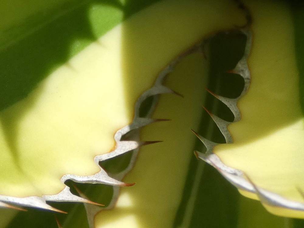 marge de agavaceae agave lophanta cv. 'quadricolor'