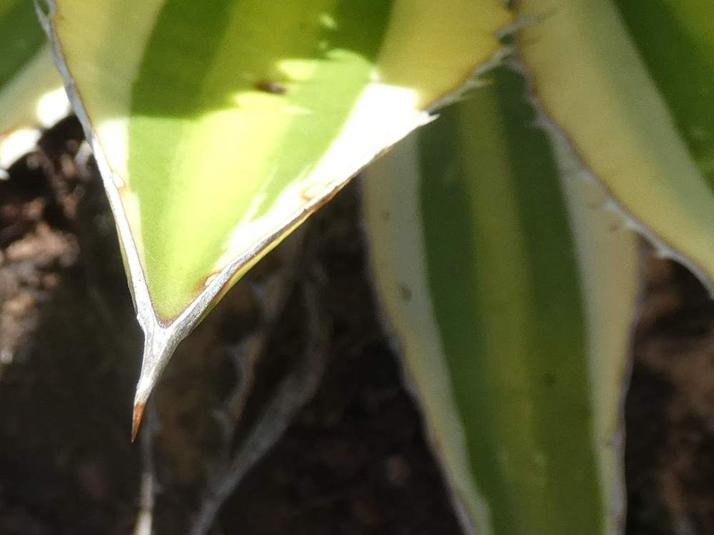 pointe de agavaceae agave lophanta cv. 'quadricolor'