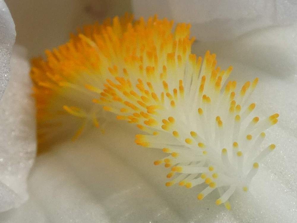 barbe de iridaceae iris barbu cv. 'queen's circle'