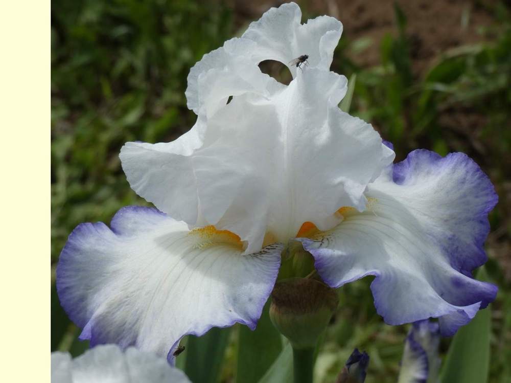iridaceae iris barbu cv. 'queen's circle'
