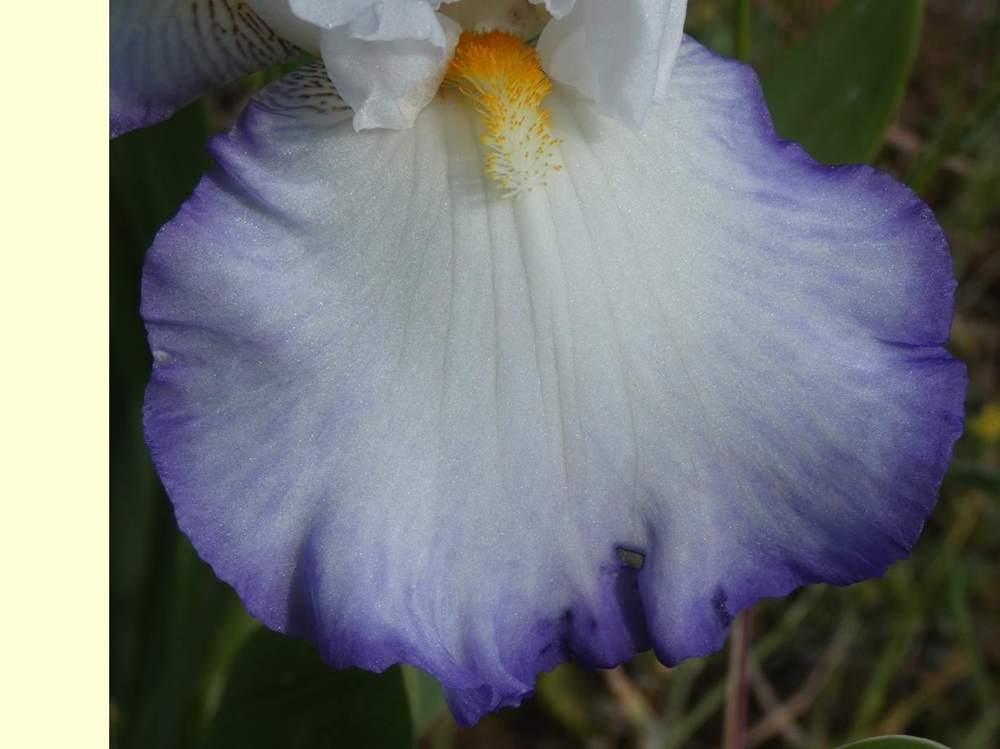 sépale de iridaceae iris barbu cv. 'queen's circle'