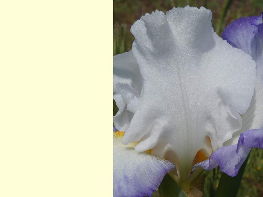 pétale de iridaceae iris barbu cv. 'queen's circle'