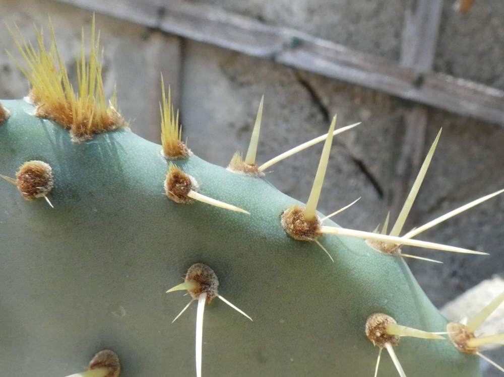 aréole-aiguillon de cactaceae opuntia engelmannii f. rastrera