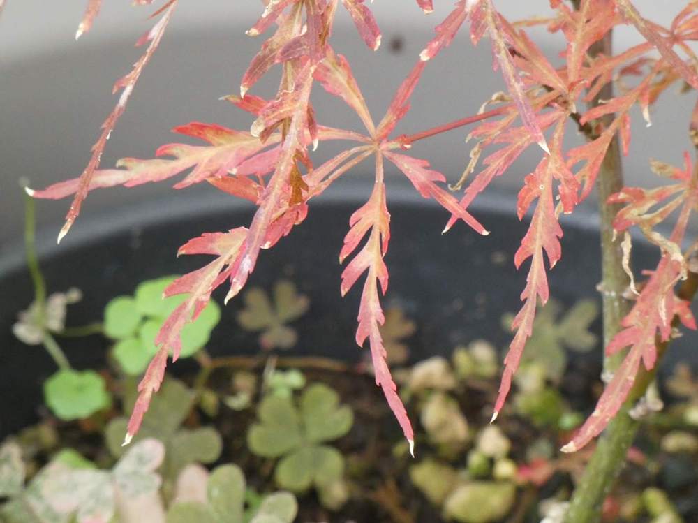 automne de aceraceae acer palmatum ssp. matsumurae gr. dissectum cv. 'red filigree lace'