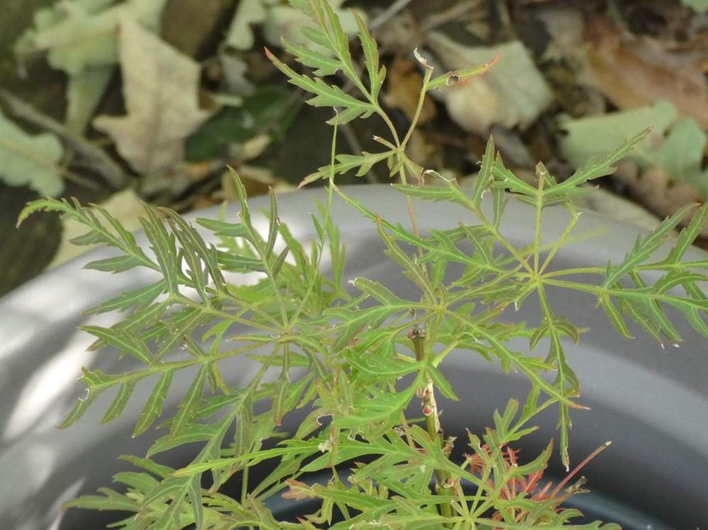 été de aceraceae acer palmatum ssp. matsumurae gr. dissectum cv. 'red filigree lace'
