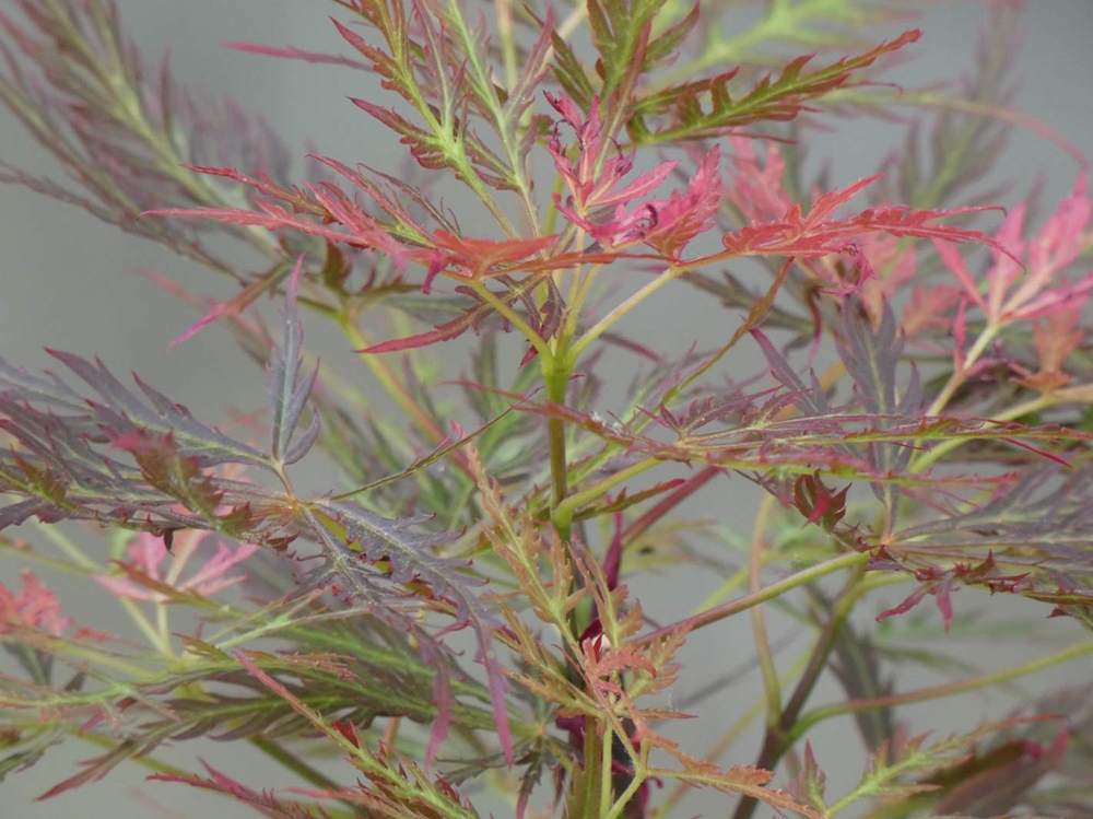 jeune bois de aceraceae acer palmatum ssp. matsumurae gr. dissectum cv. 'red filigree lace'