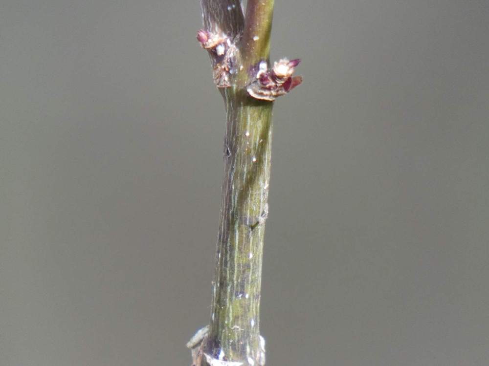 écorce de aceraceae acer palmatum ssp. matsumurae gr. dissectum cv. 'red filigree lace'