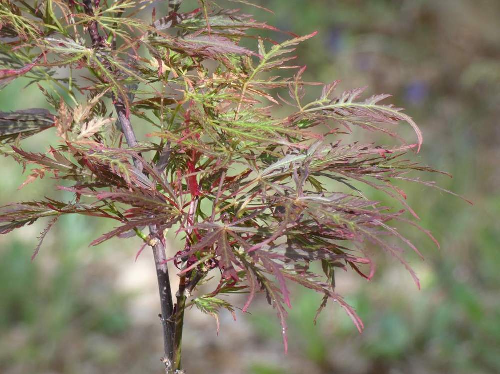 printemps de aceraceae acer palmatum ssp. matsumurae gr. dissectum cv. 'red filigree lace'