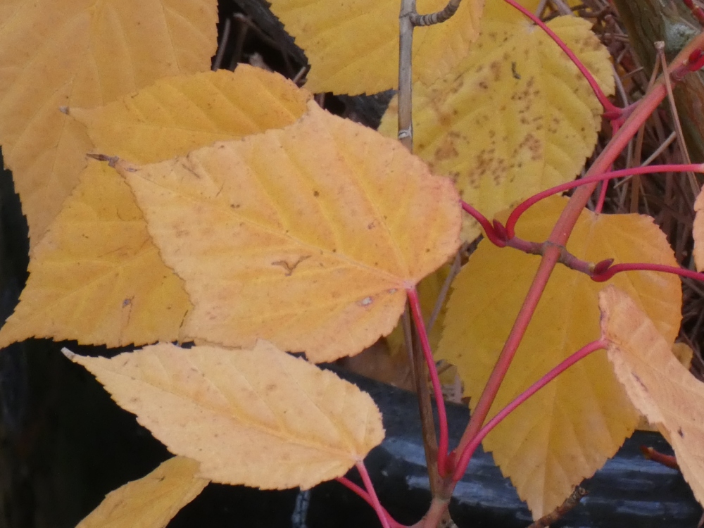 automne de aceraceae acer x conspicuum cv. 'Red Flamingo'