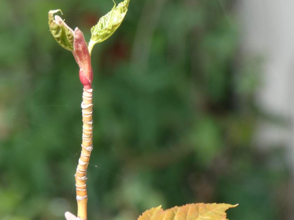 jeune bois de aceraceae acer x conspicuum cv. 'Red Flamingo'