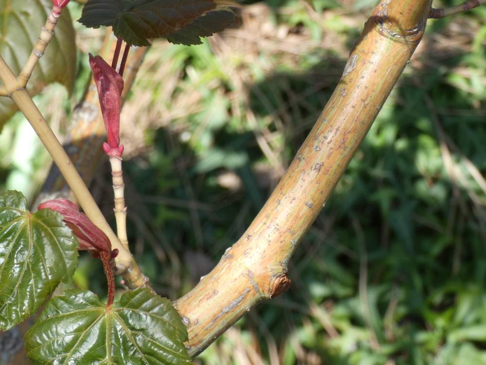 écorce de aceraceae acer x conspicuum cv. 'Red Flamingo'