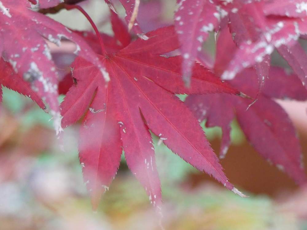 automne de aceraceae acer palmatum ssp. amoenum cv. 'red flash'