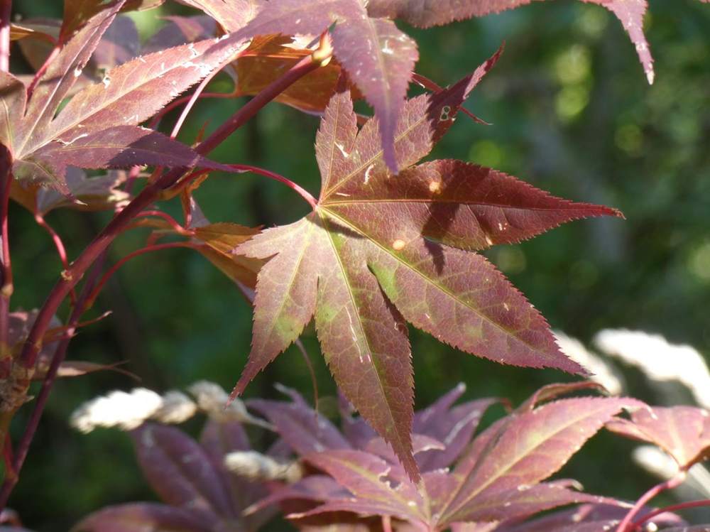 été de aceraceae acer palmatum ssp. amoenum cv. 'red flash'