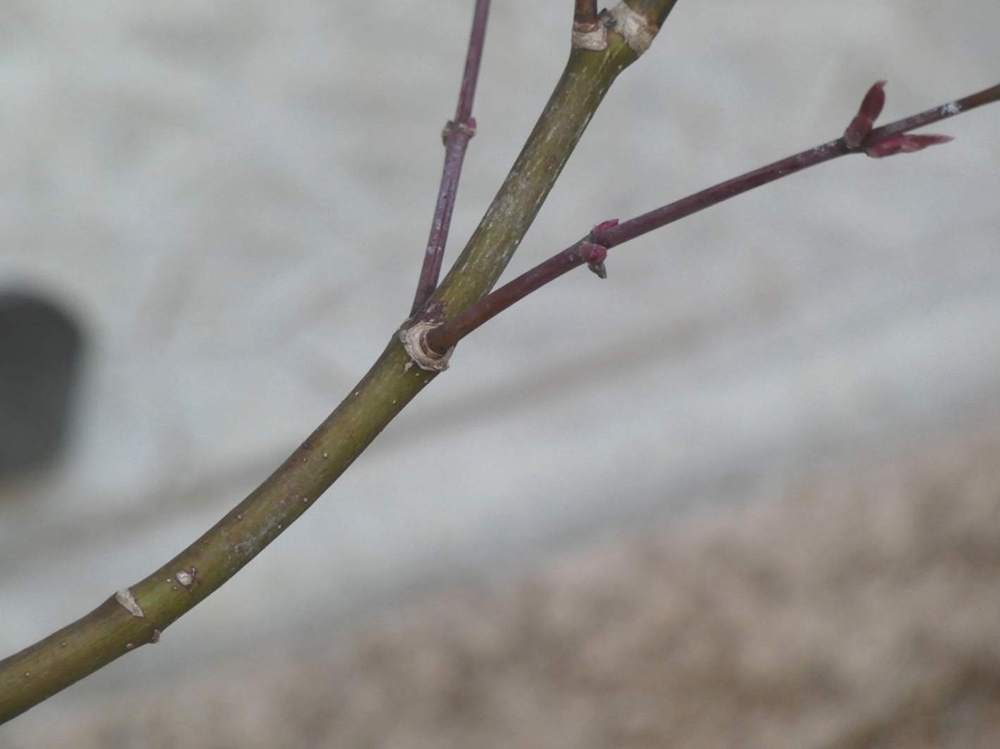 jeune bois de aceraceae acer palmatum ssp. amoenum cv. 'red flash'