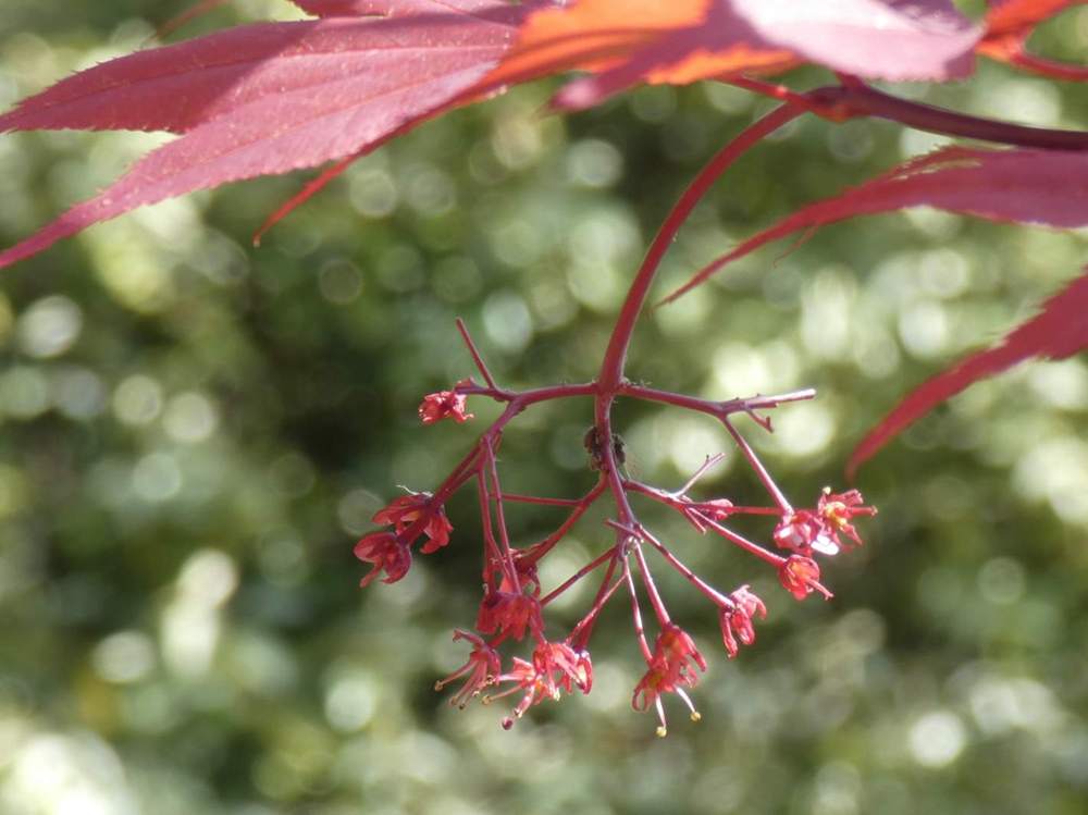 fleur de aceraceae acer palmatum ssp. amoenum cv. 'red flash'