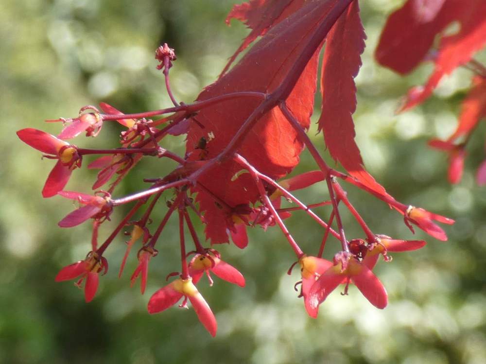samare de aceraceae acer palmatum ssp. amoenum cv. 'red flash'