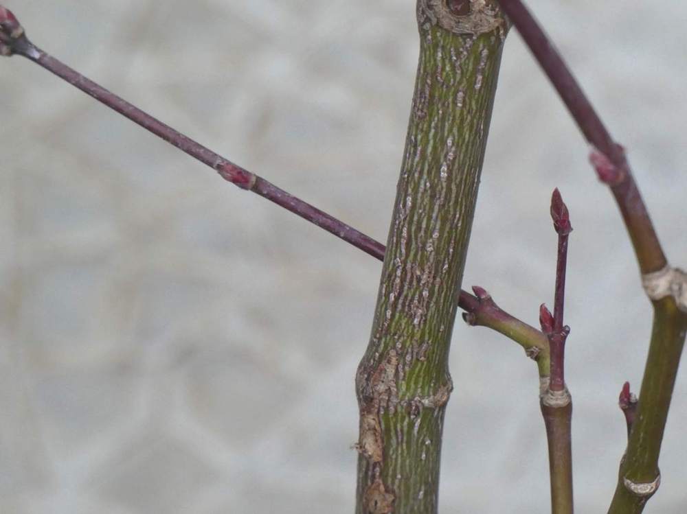 écorce de aceraceae acer palmatum ssp. amoenum cv. 'red flash'