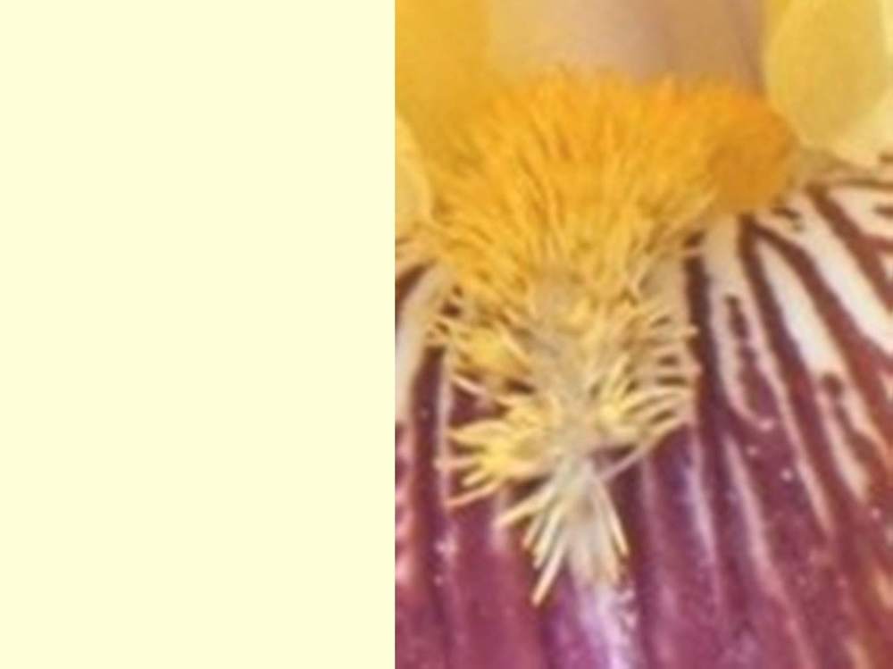 barbe de iridaceae iris barbu cv. 'repartee'