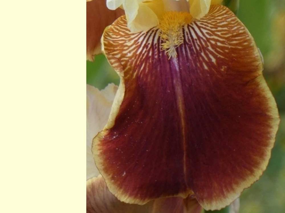 sépale de iridaceae iris barbu cv. 'repartee'