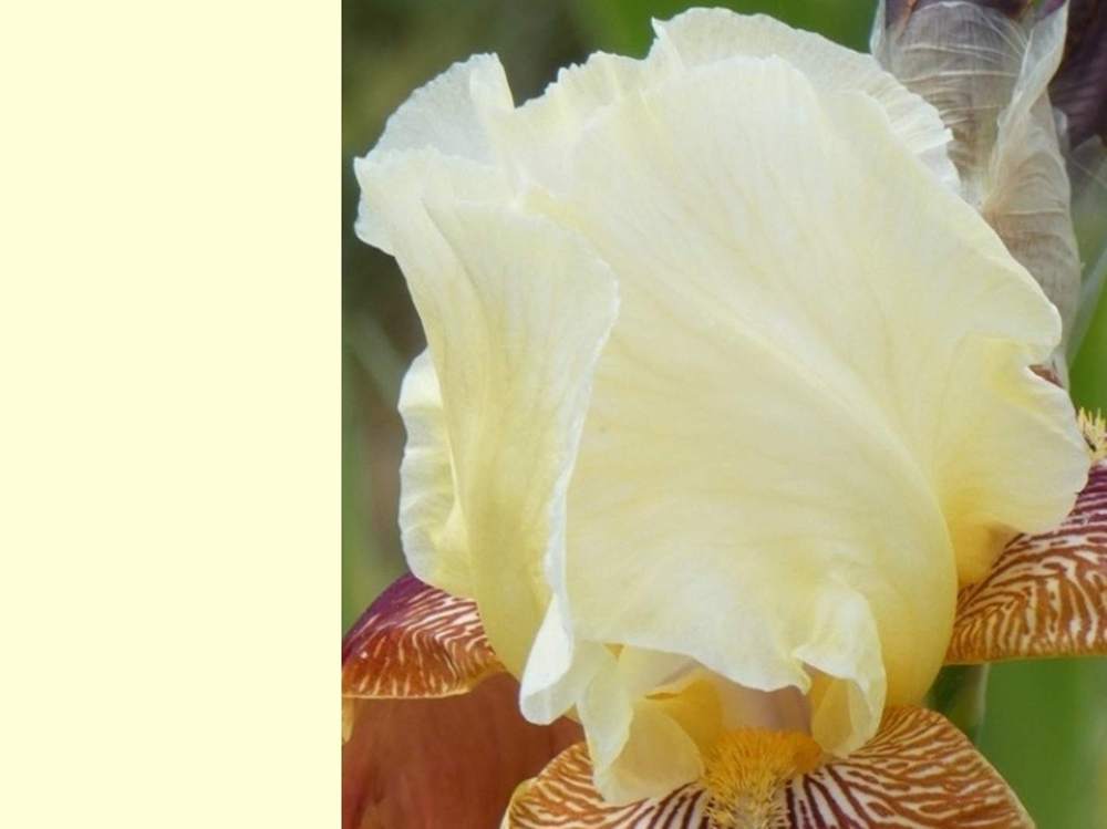 pétale de iridaceae iris barbu cv. 'repartee'