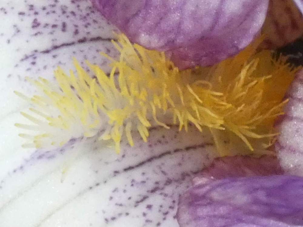 barbe de iridaceae iris barbu cv. 'rippling rose'