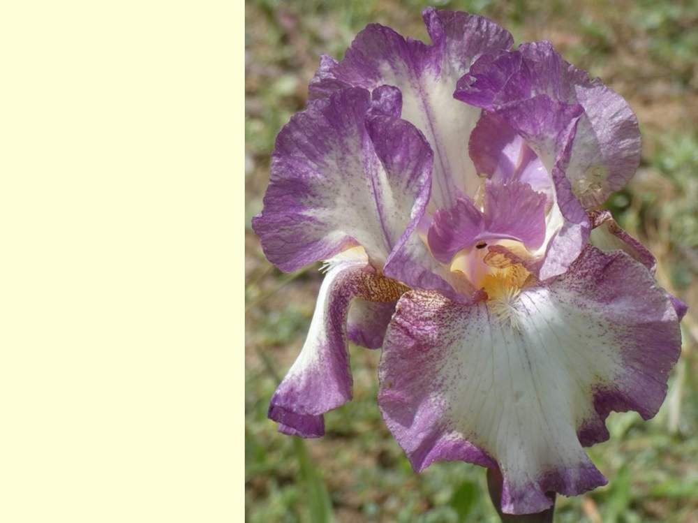 iridaceae iris barbu cv. 'rippling rose'