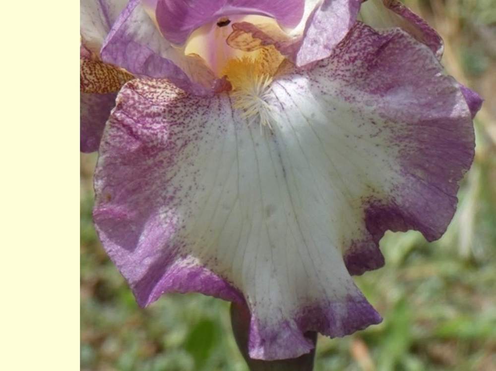 sépale de iridaceae iris barbu cv. 'rippling rose'