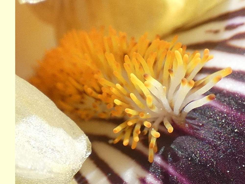 barbe de iridaceae iris barbu cv. 'rogue trader'