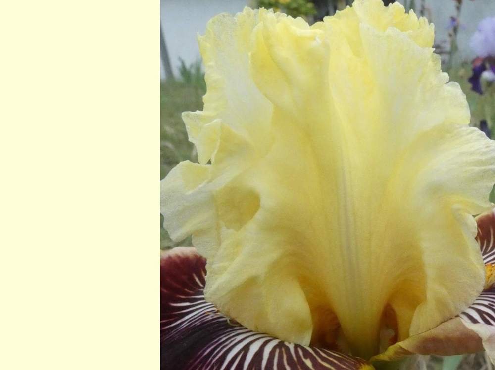 pétale de iridaceae iris barbu cv. 'rogue trader'