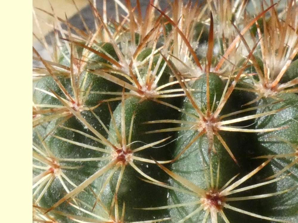 aréole-aiguillon de cactaceae notocactus herteri ssp. roseoluteus