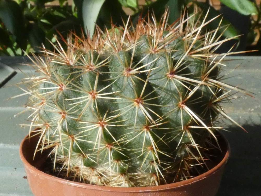 visuel de cactaceae notocactus herteri ssp. roseoluteus